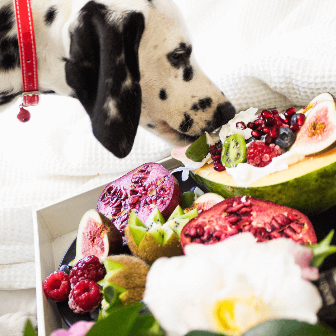 š¾ 9 Best Summer Fruits for Dogs & Cats (And a Few to Avoid!)