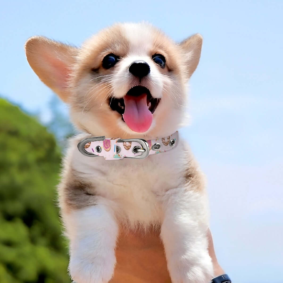 Happy corgi puppy wearing a pink donut sprinkle collar, enjoying a sunny day outdoors.