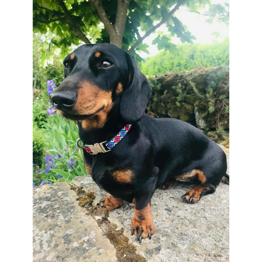 Red & Blue Boho Collar/Leash Set (Personalization Available)