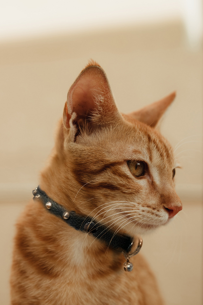 Dual Style Leather Cat Collars (5 Colors Available)