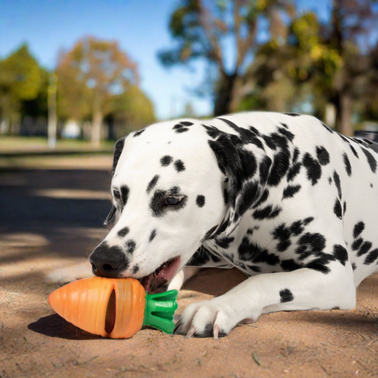 Dalmatian laying down chewing on Carrot Rubber Dog Toy 