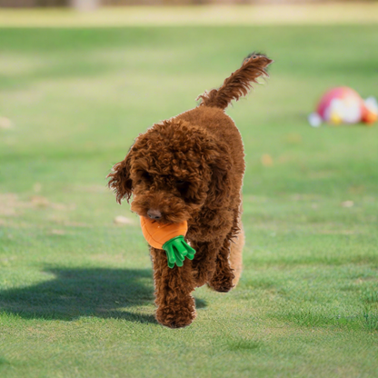 Brown poodle with Carrot Rubber Dog Toy  in its mouth