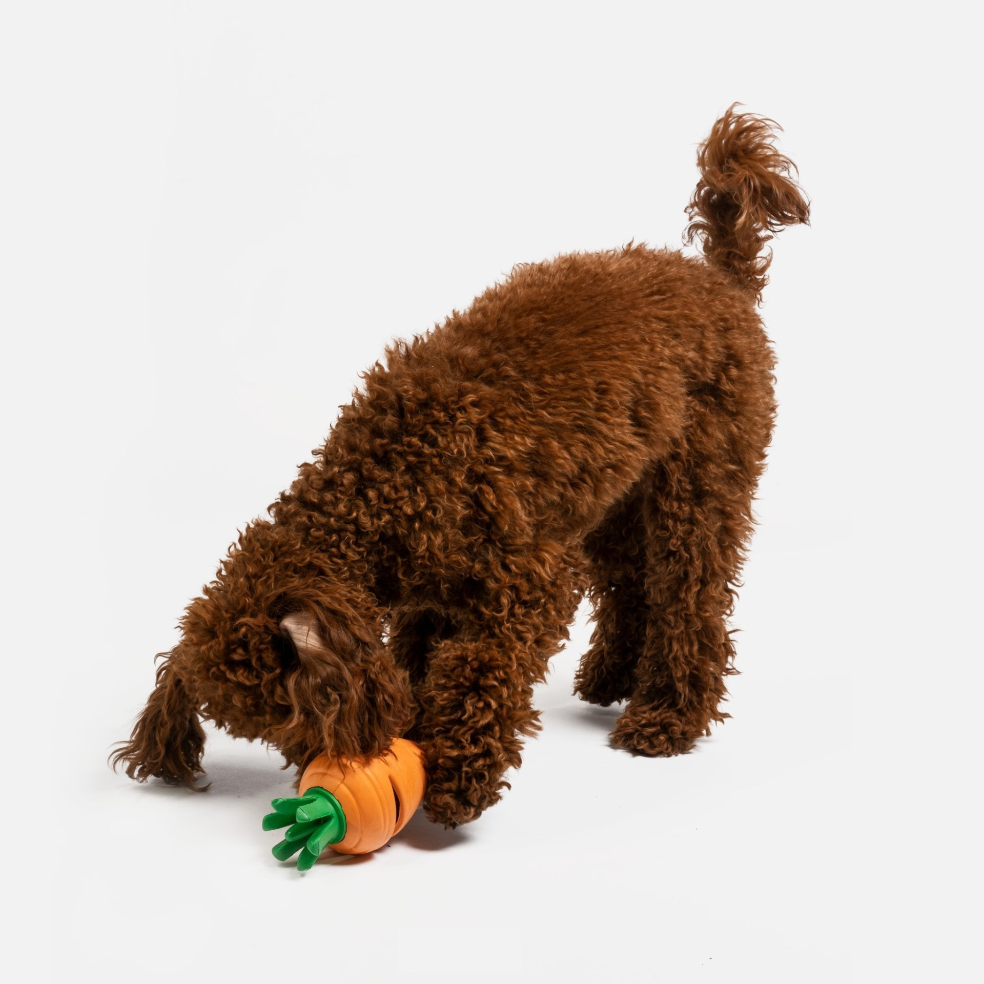 brown poodle trying to get Carrot Rubber Dog Toy off floor with mouth