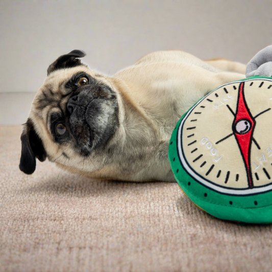 Pug dog laying down with Compass Squeaker Dog Toy