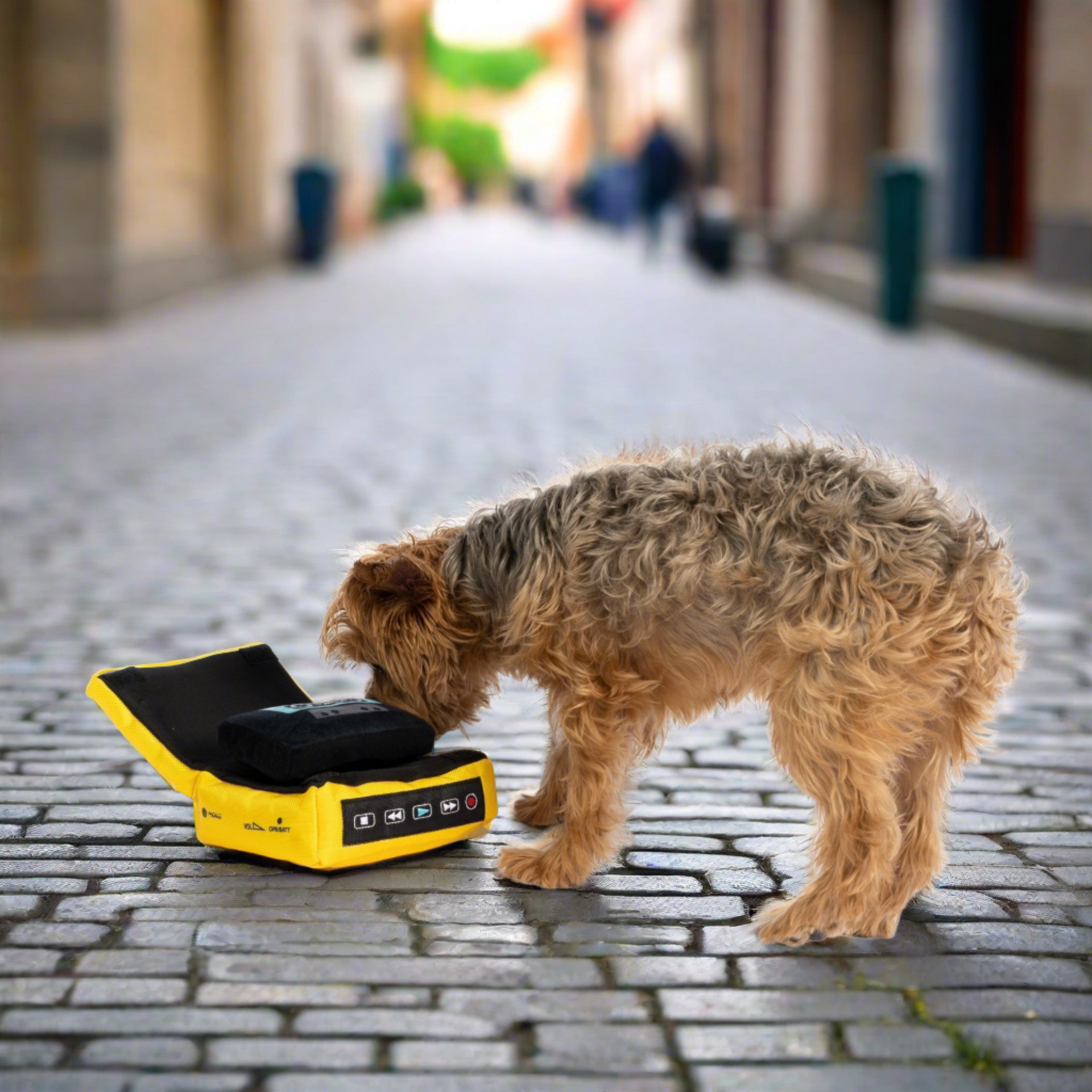 Yorkshire Terrier Dog sniffing Cassette Player Dog Toy