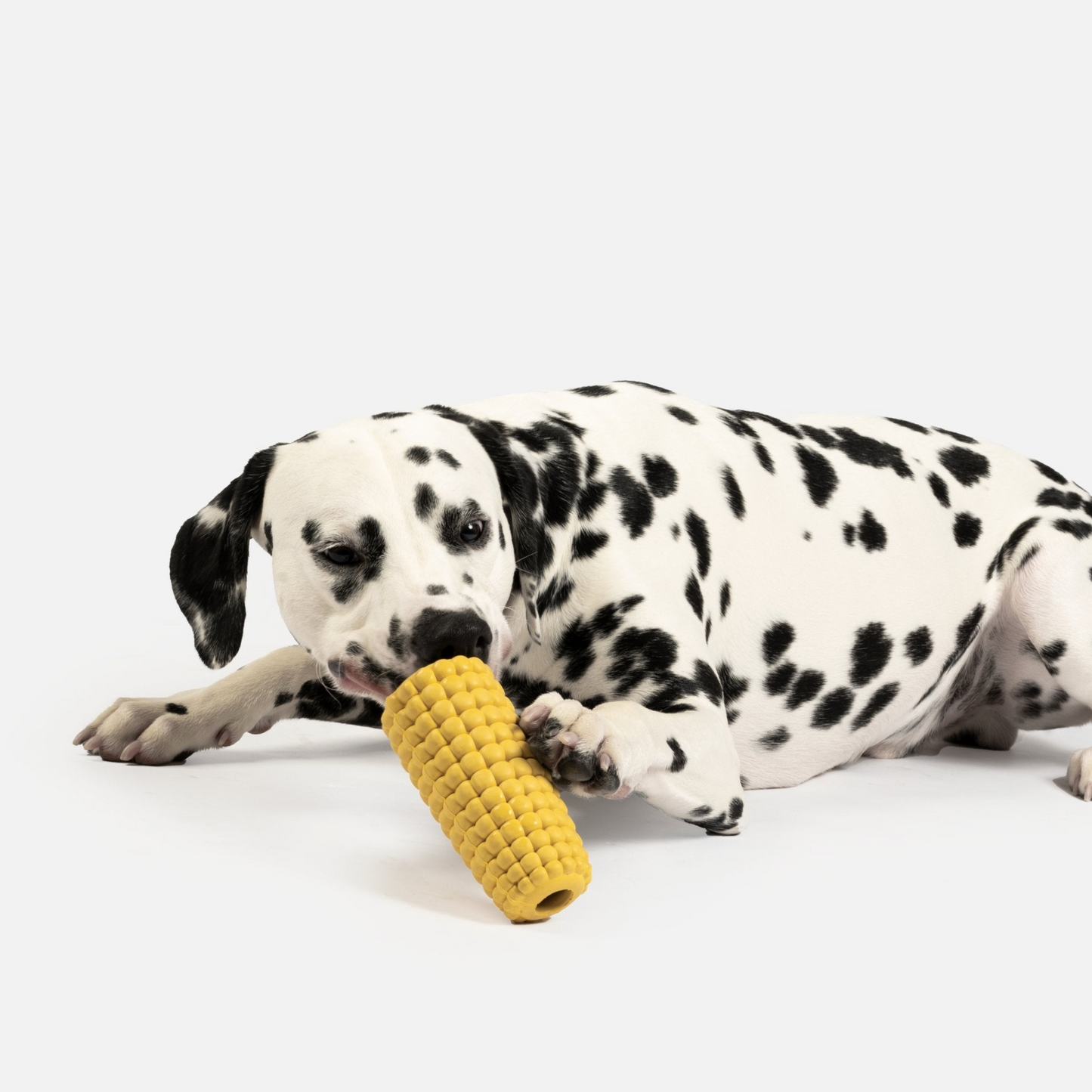 Dalmatian laying down chewing a rubber corn dog toy