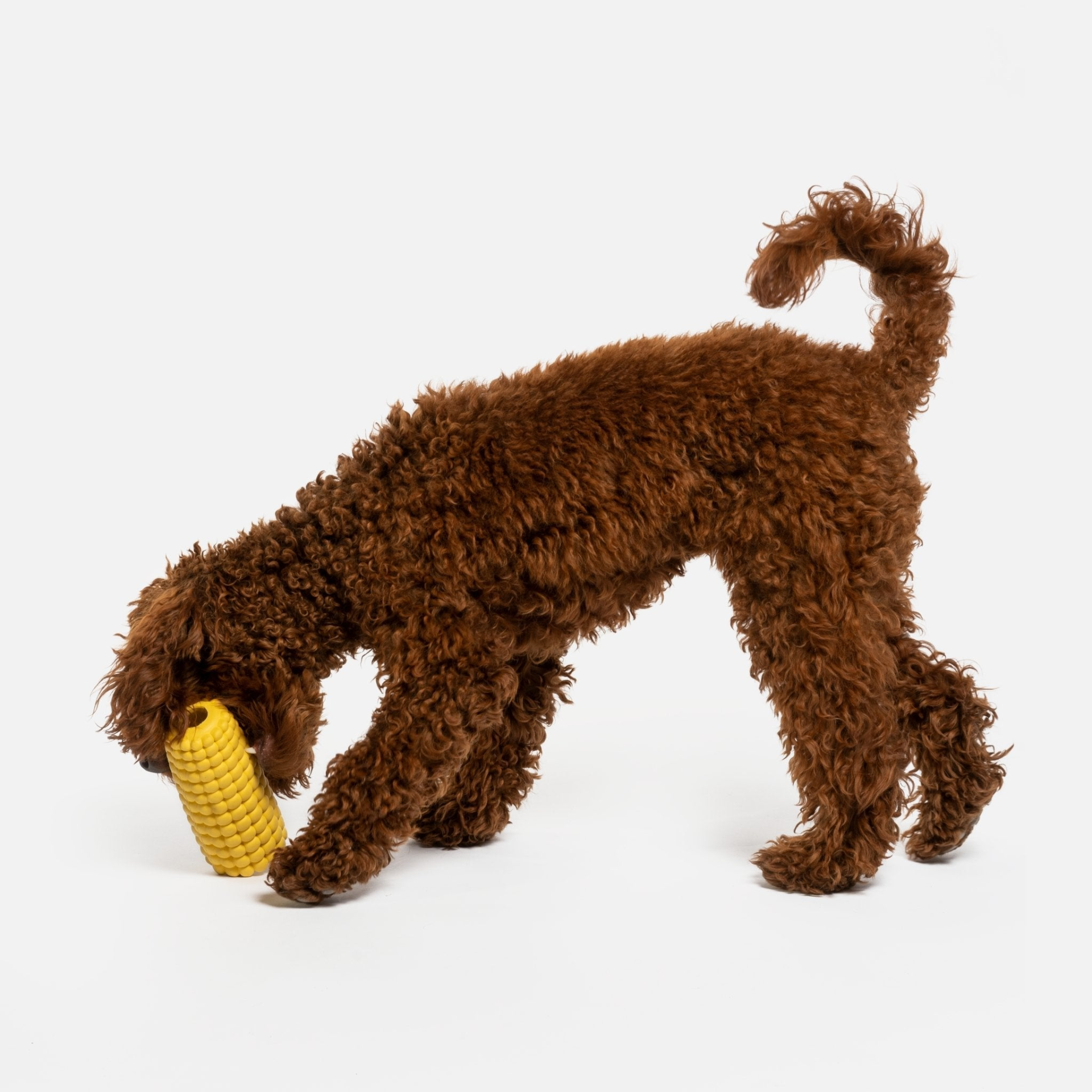 Brown poodle dog picking up rubber corn dog toy