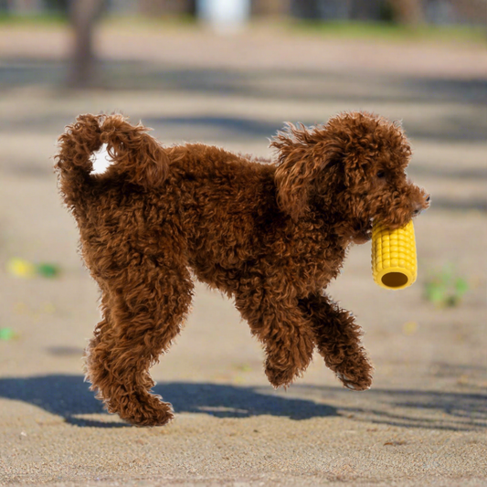 Brown doodle dog running and carrying a corn rubber dog toy