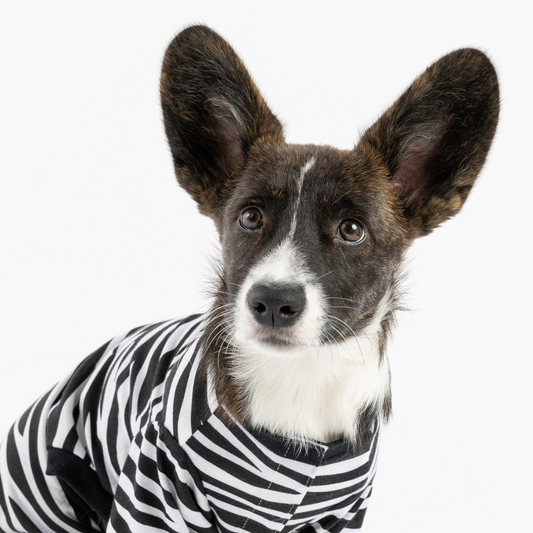 Zebra Dog Pajama (XS-2XL)