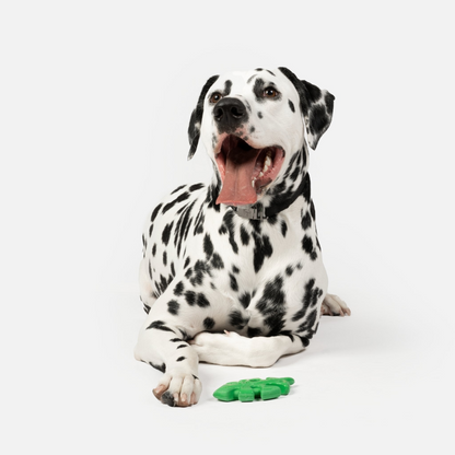 Dalmatian laying down with Leaf Rubber Dog Toy in front of it 