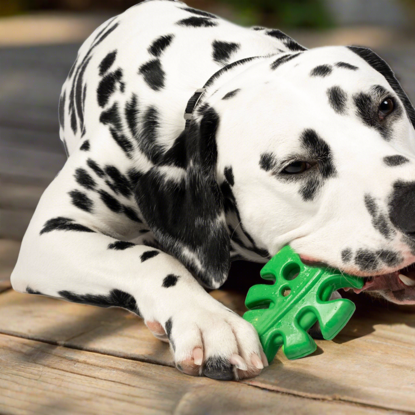 Dalmatian chewing on Leaf Rubber Dog Toy