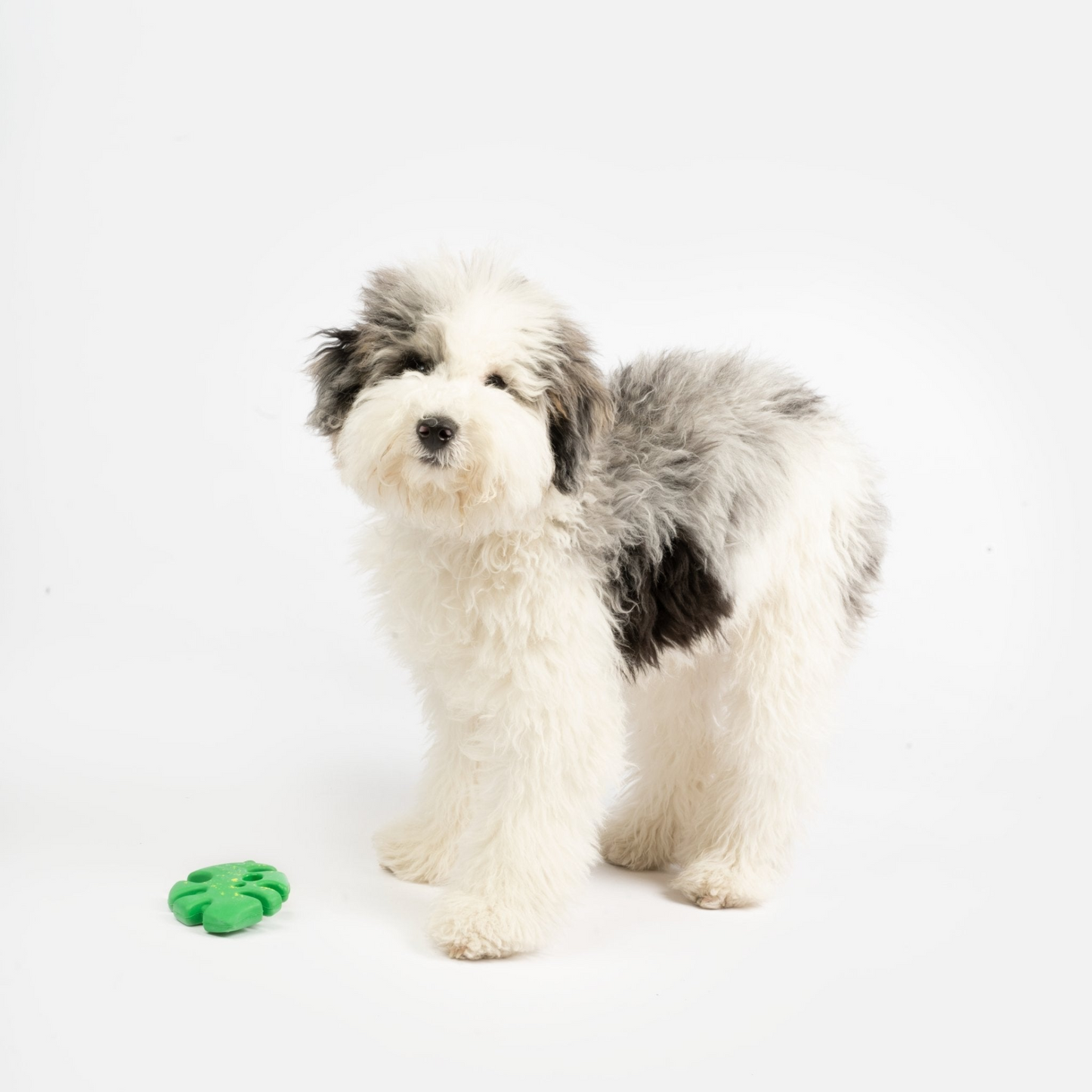 White and grey poodle type dog looking at the camera with Leaf Rubber Dog Toy in front of it 