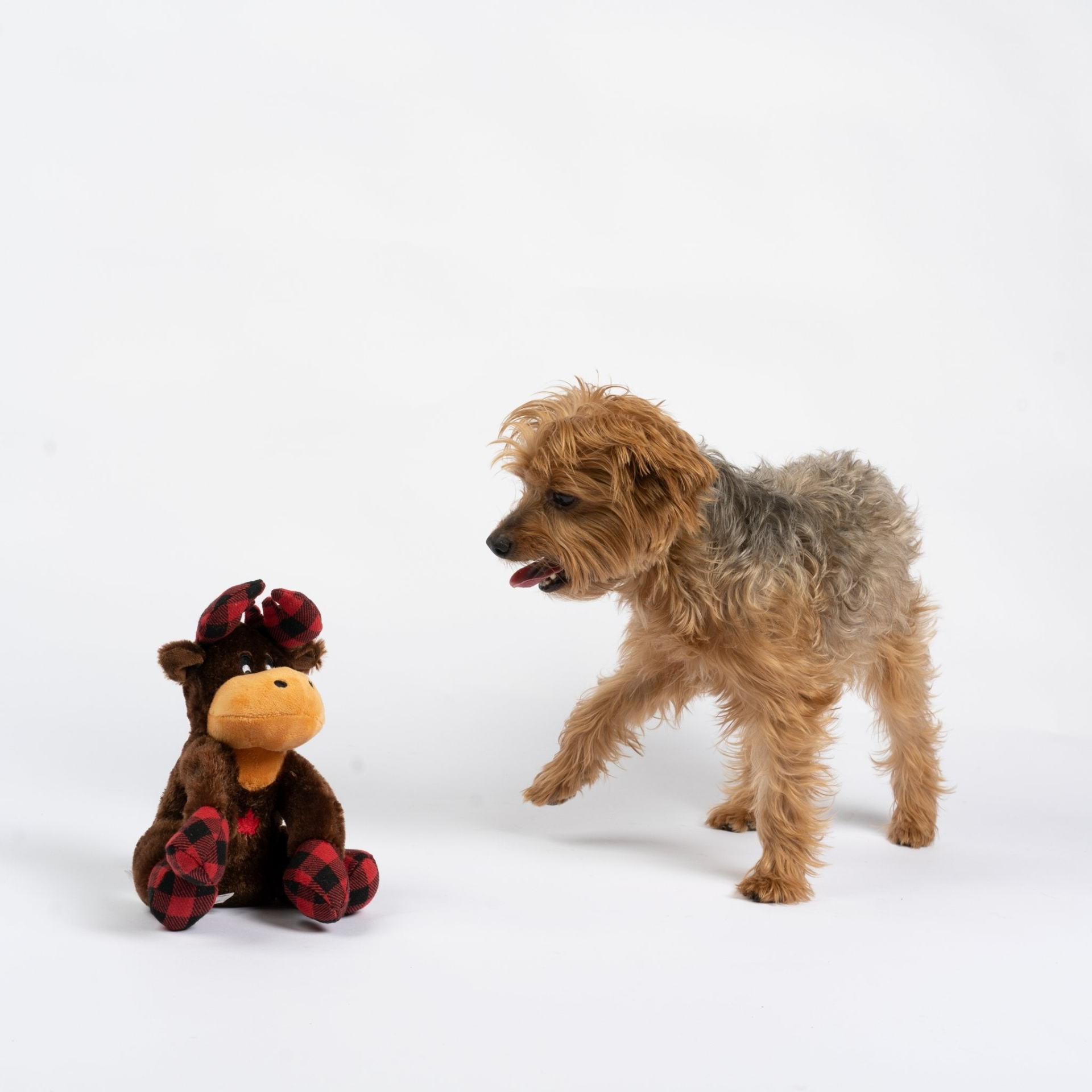 Yorkshire Terrier Dog playing with Buffalo Plaid Moose Dog Toy