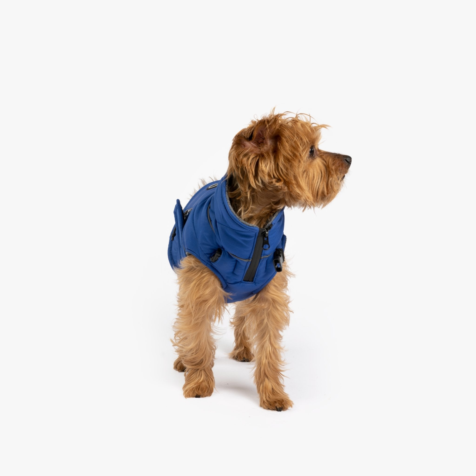 Yorkshire Terrier in Blue Monty Jacket