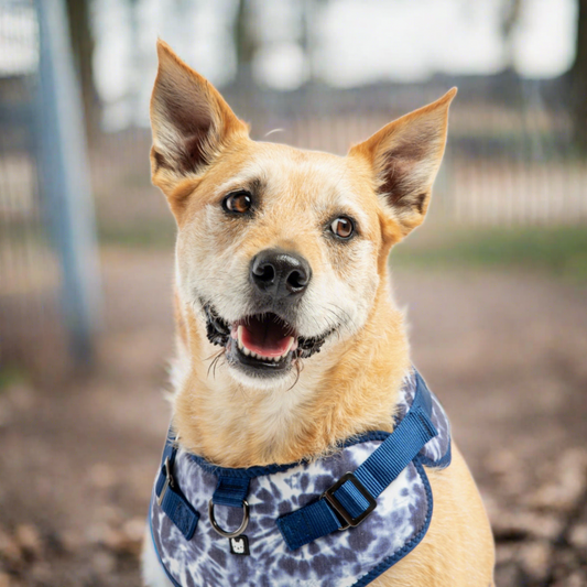 Blue Tie Dye Poplin Dog Harness