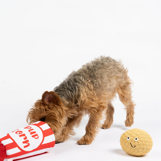 Yorkshire Terrier Dog sniffing/looking inside popcorn tub