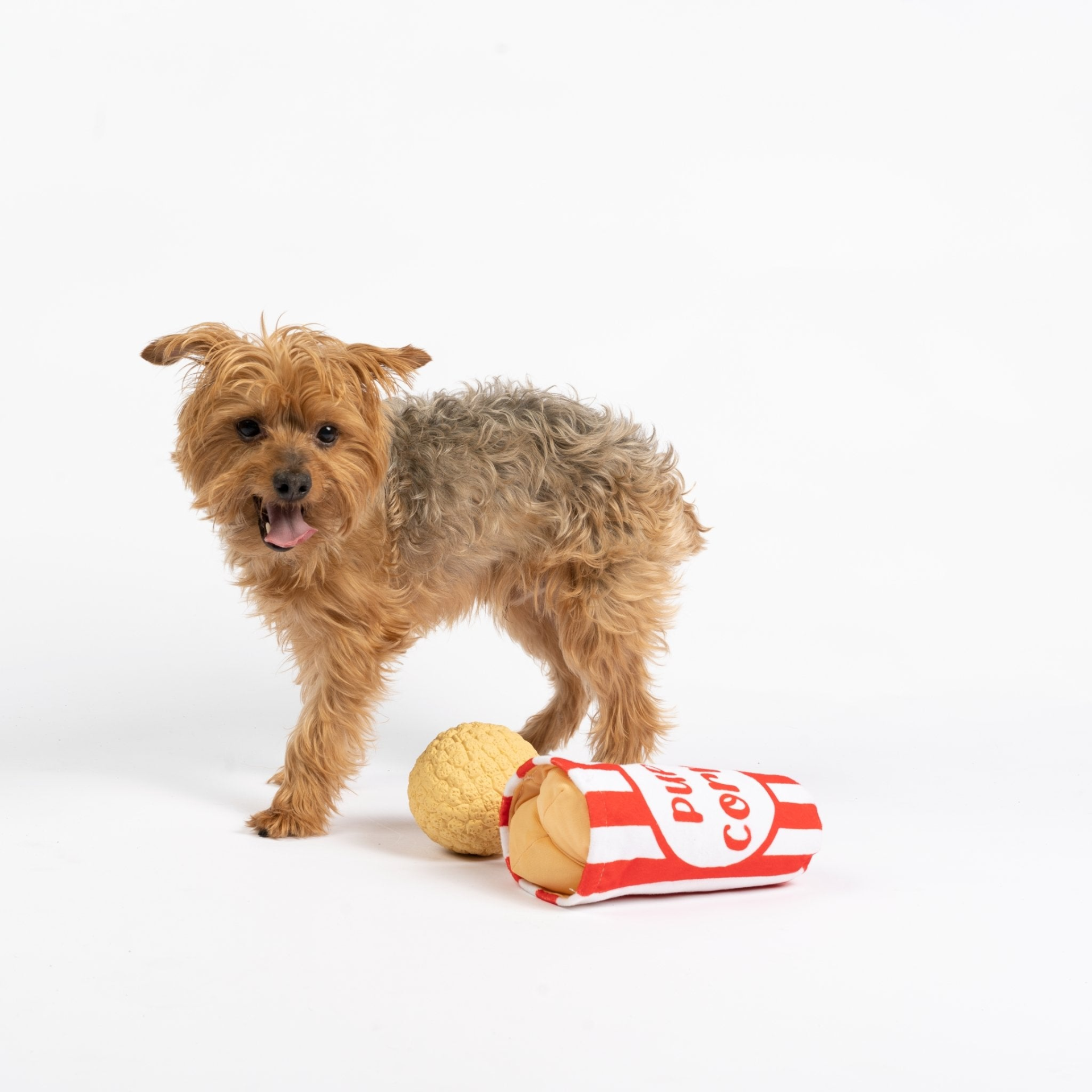 Yorkshire Terrier Dog looking at popcorn tub