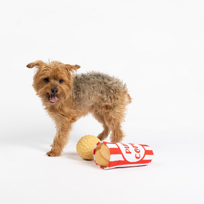 Yorkshire Terrier Dog looking at popcorn tub