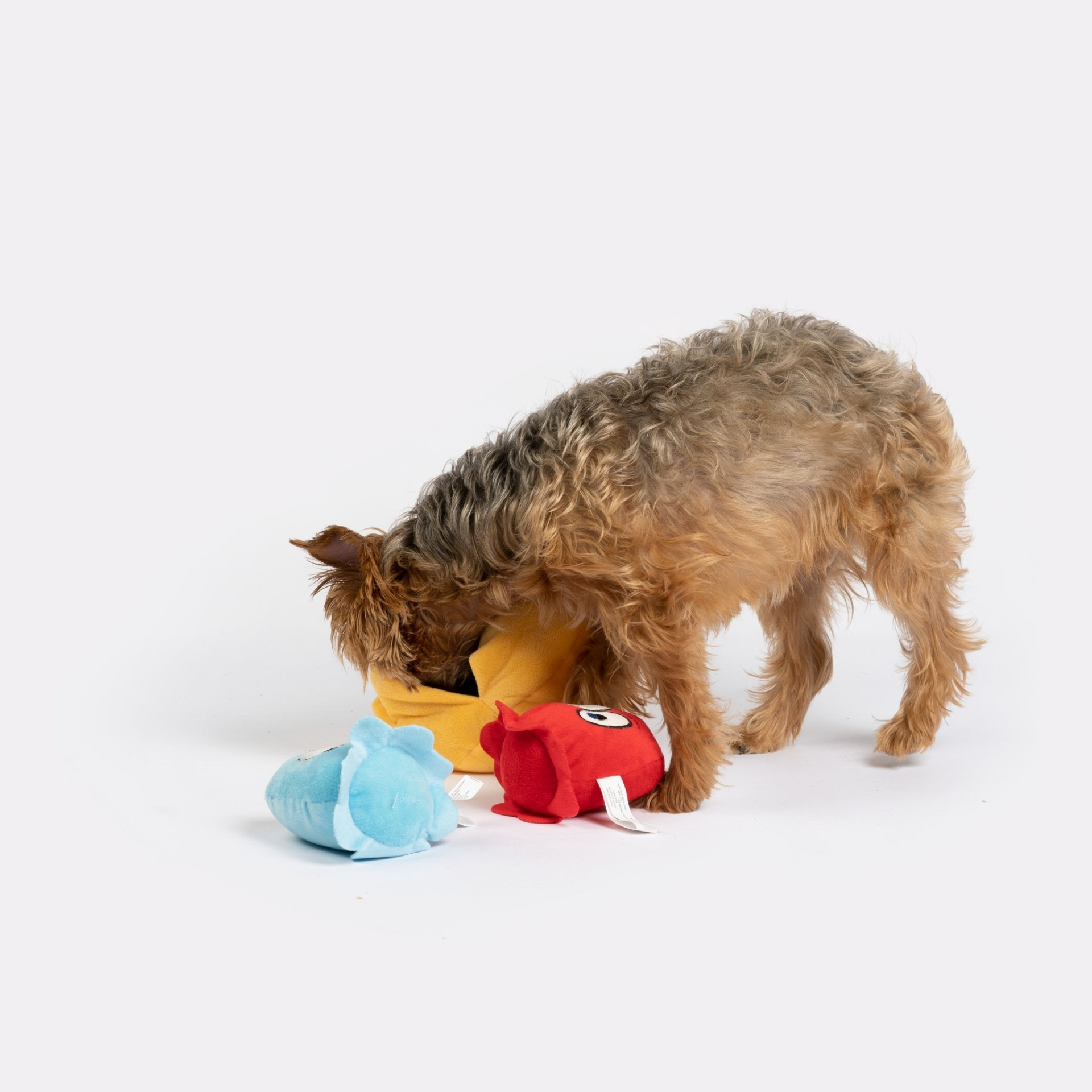 Yorkshire Terrier Dog playing with Snackman Dog Toy (3-Piece Set)