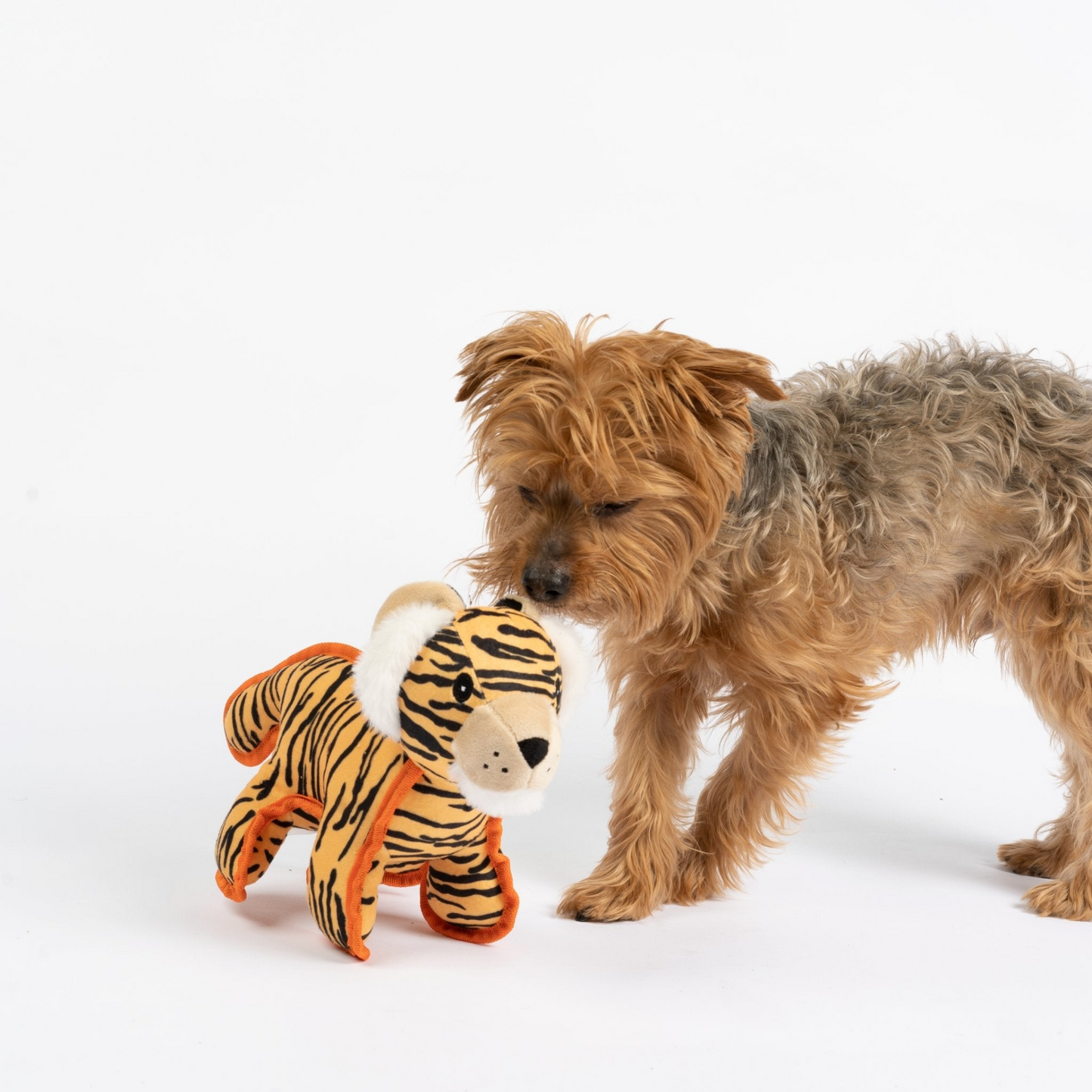 Yorkshire Terrier dog next to a tiger shaped dog toy