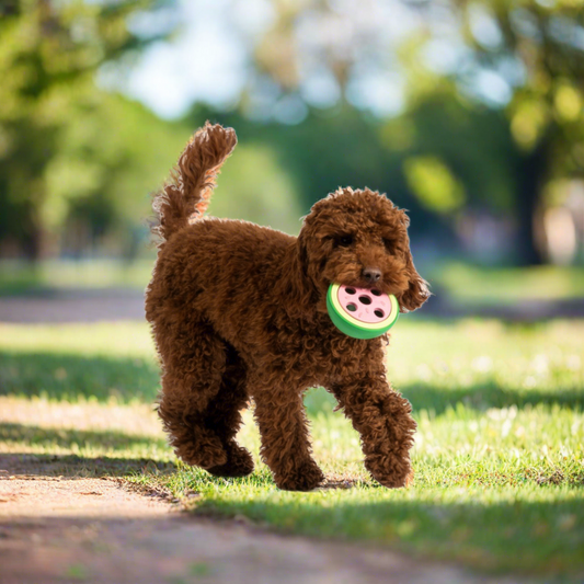 Brown poodle running with Watermelon Rubber Dog Toy in its mouth