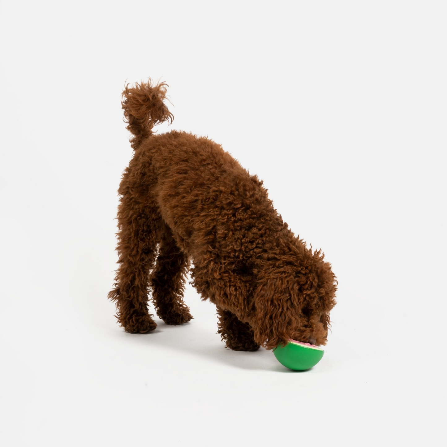 Brown Poodle trying to get treats out of Watermelon Rubber Dog Toy dispenser 