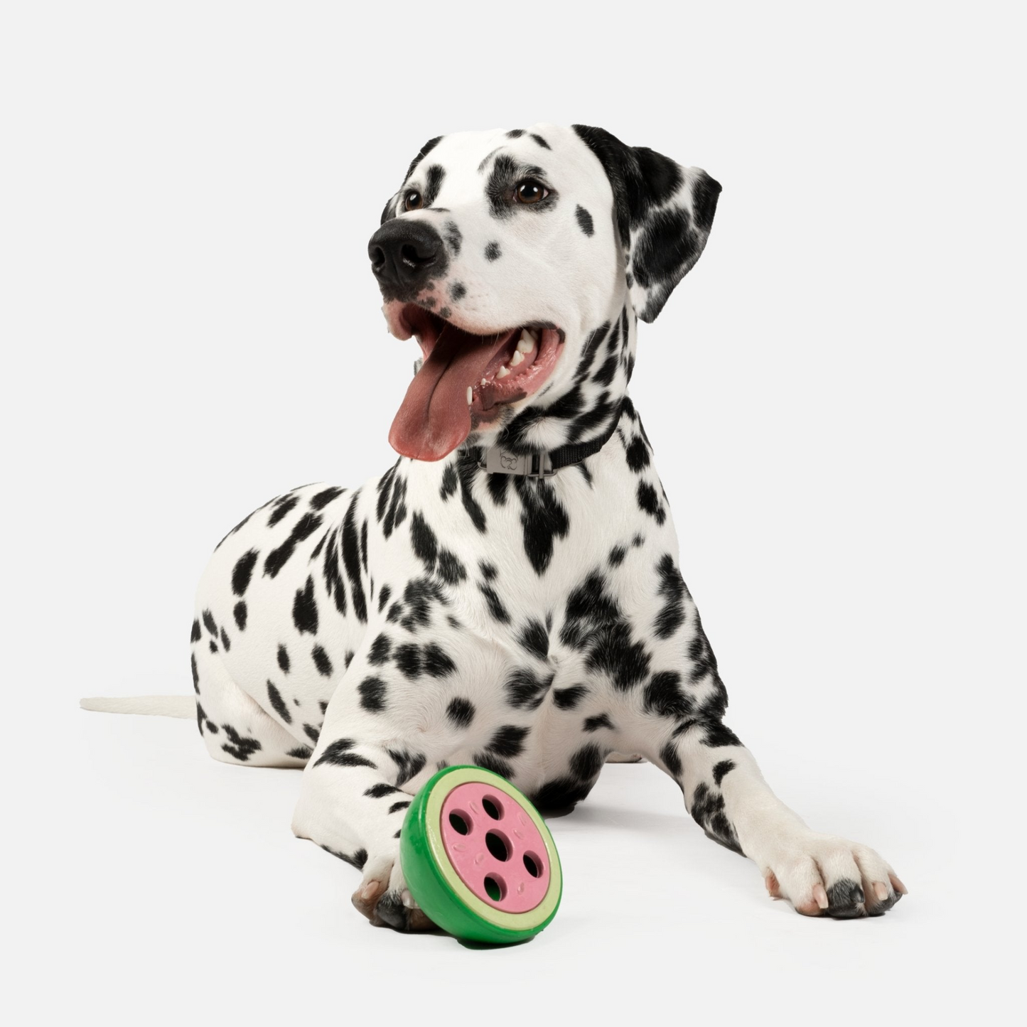 Dalmatian laying down with Watermelon Rubber Dog Toy in front of it 