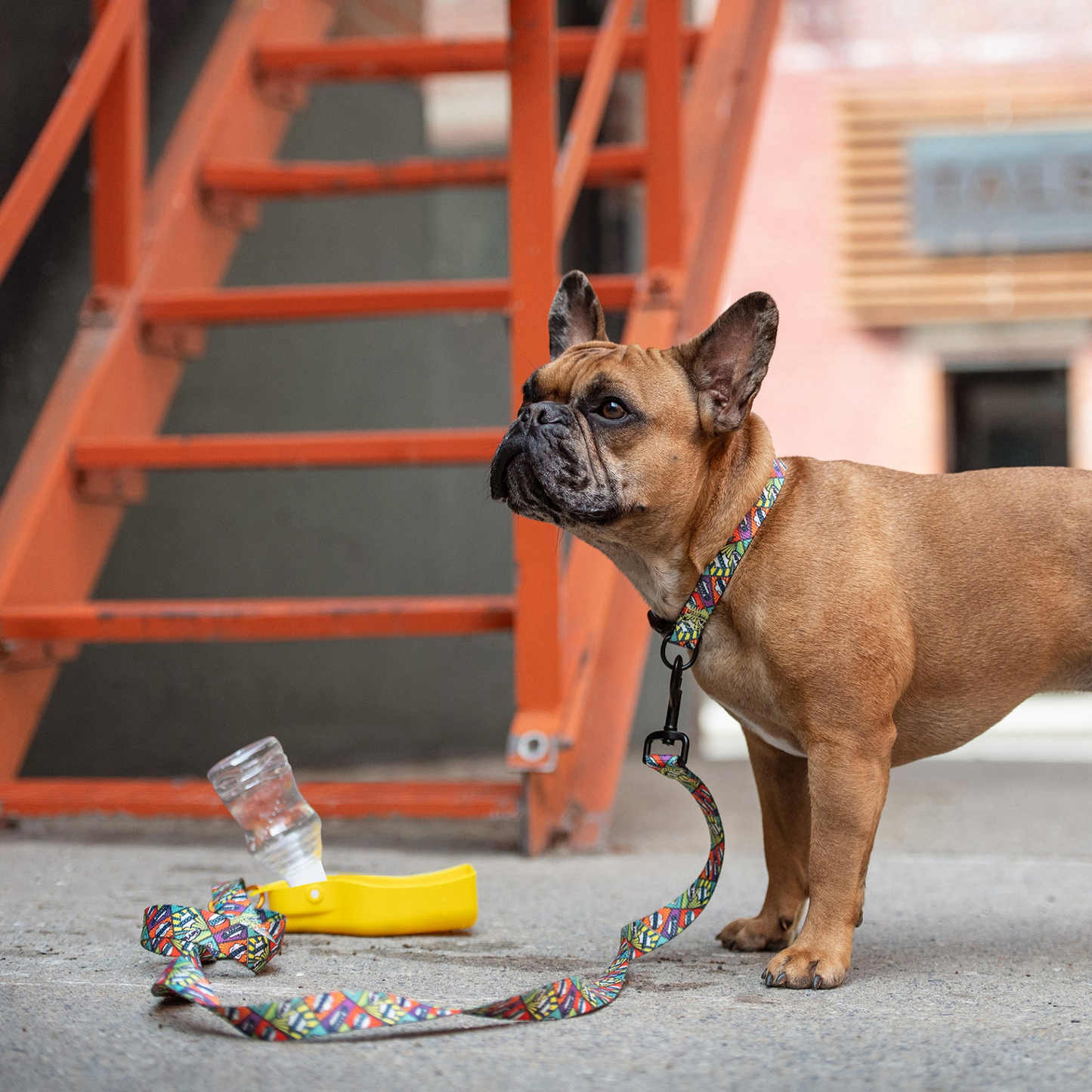 Dog Water Bottle (3 Colors Available)