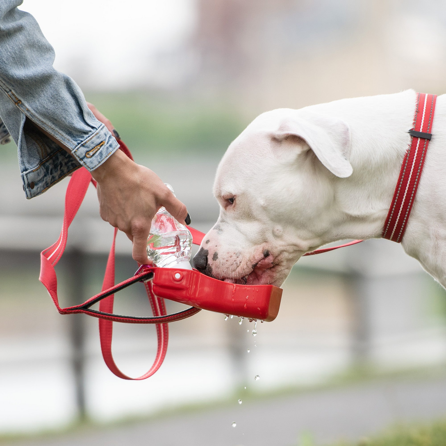 Dog Water Bottle (3 Colors Available)