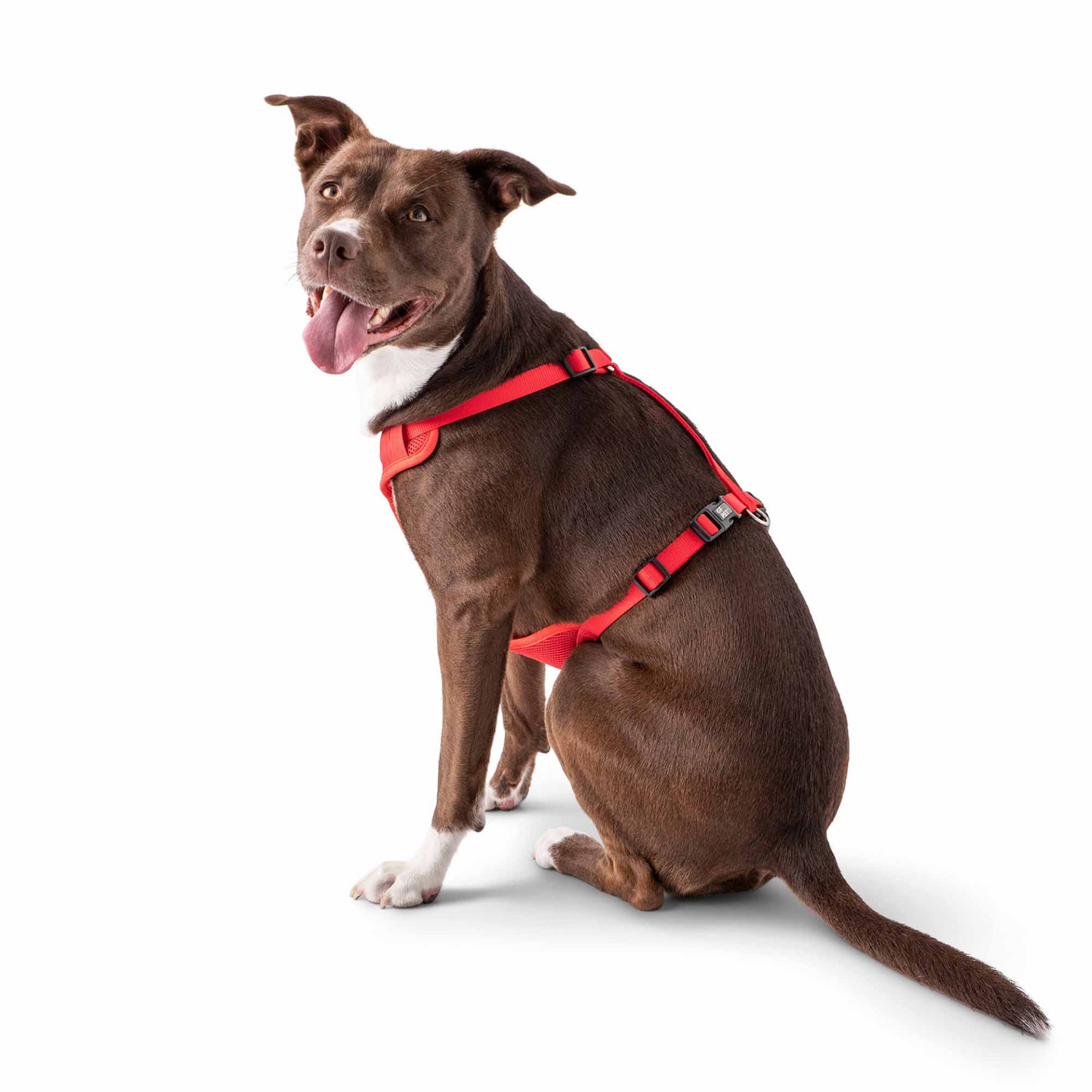 brown medium large dog wearing red travel harness, side view