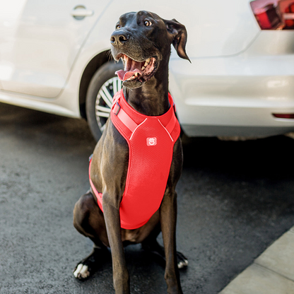 large black dog sitting next to a car with a red travel harness on