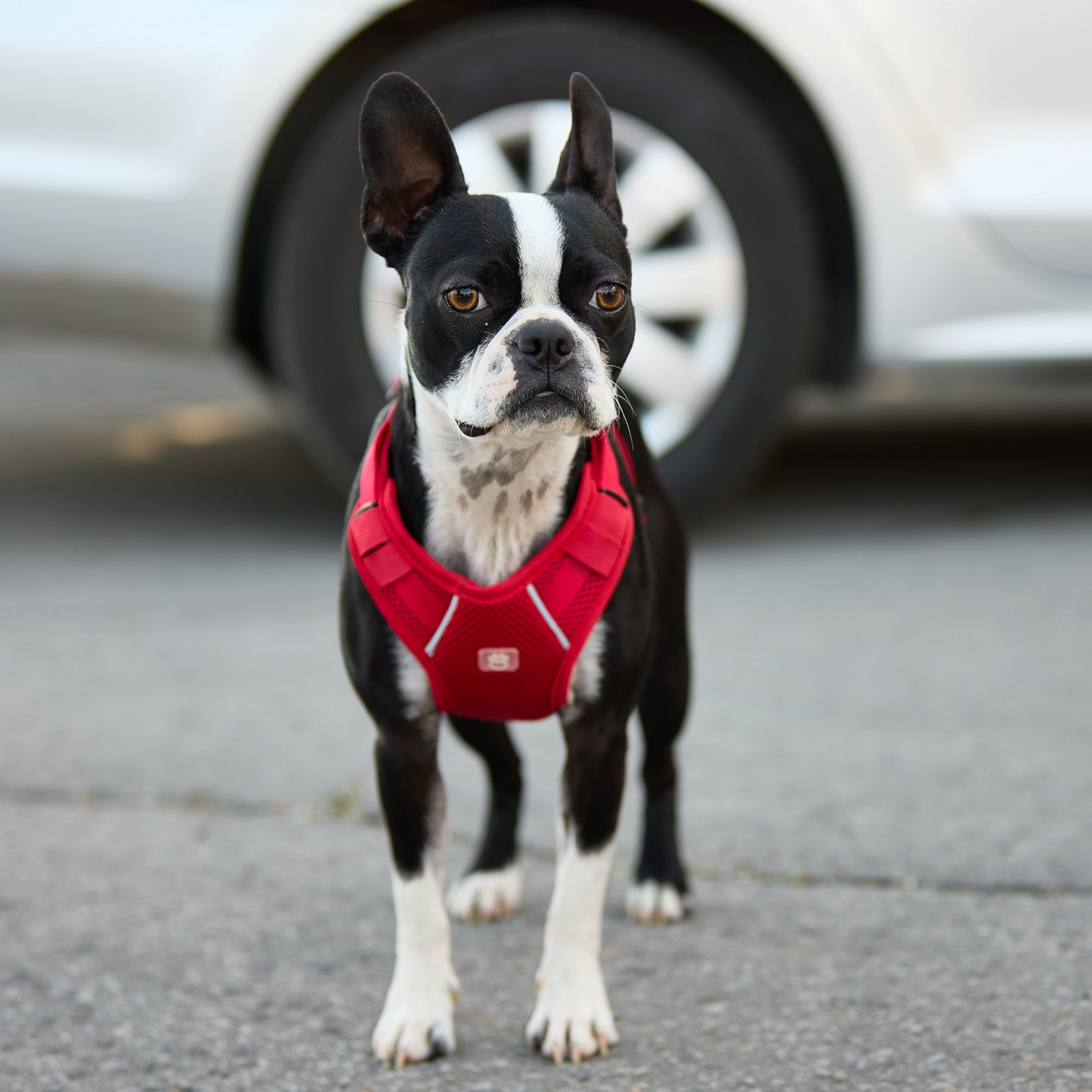 black and white Boston Terrier standing next to a white car with red travel harness on