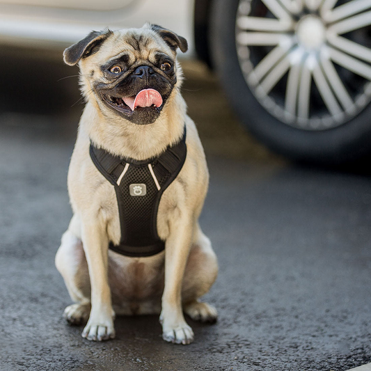 Travel Dog Harness (XXS - XL) - Black