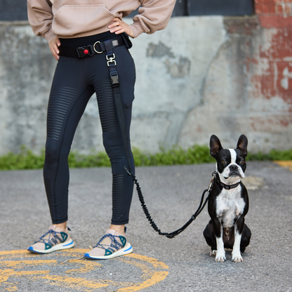 Woman wearing Black Waist Belt & Bungee Leash  and leashed to a boston terrier dog