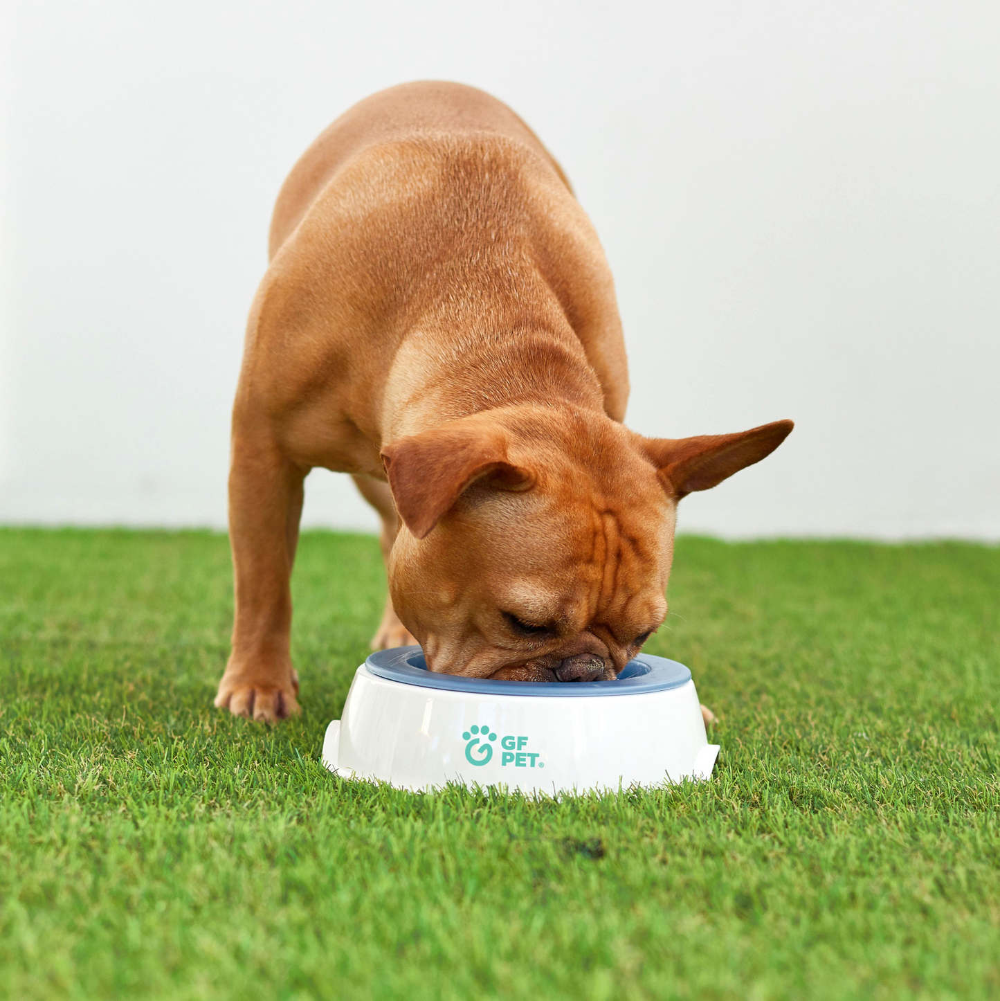 Pet Cooling Water Bowl - Ice Bowl