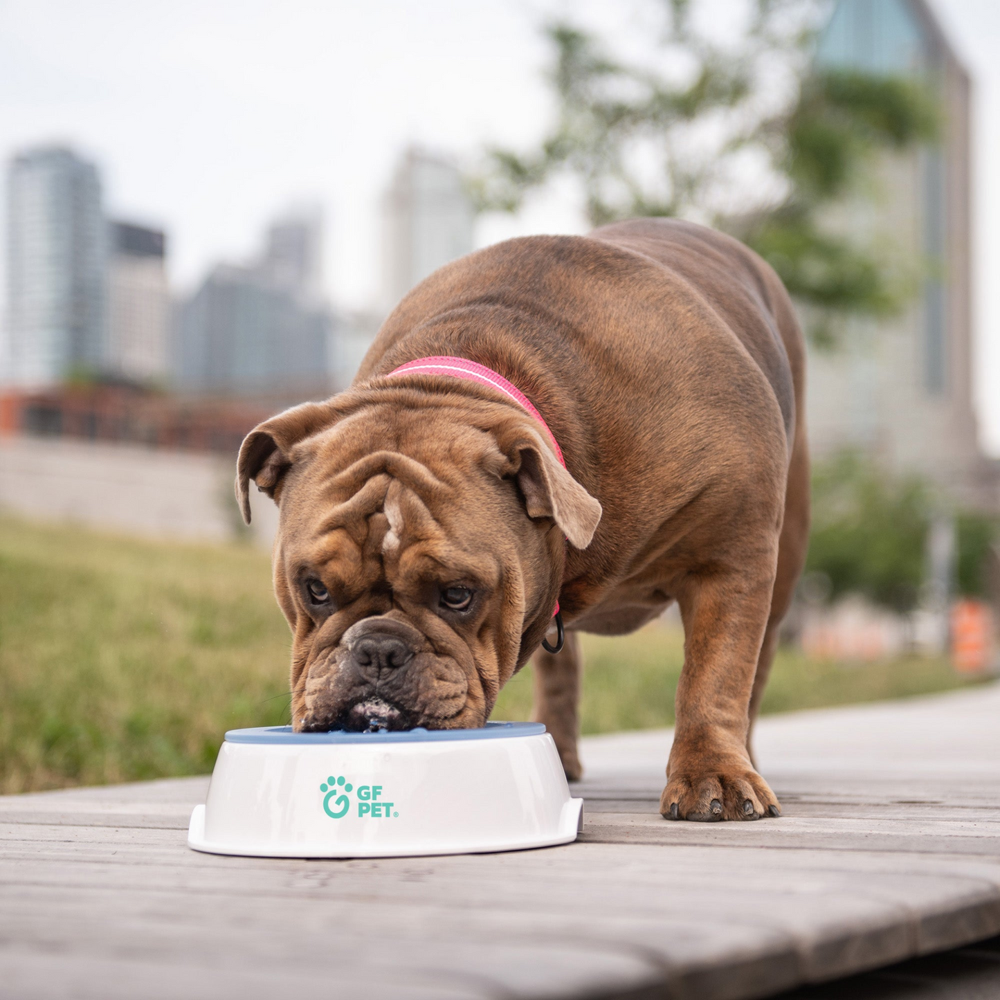 Pet Cooling Water Bowl - Ice Bowl