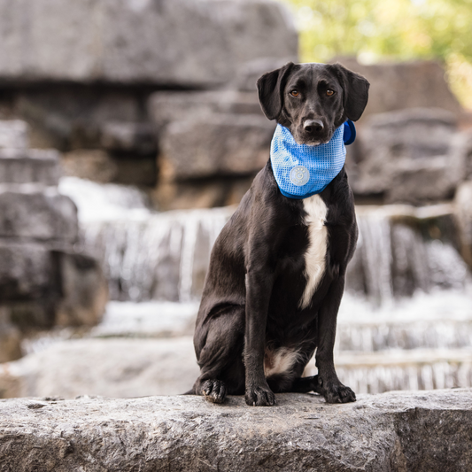 Dog Cooling Bandana - Blue (ICE BAND)