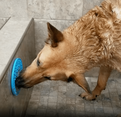 Wet Brown dog in a shower licking peanut butter off blue distraction mat on the side of the shower wall