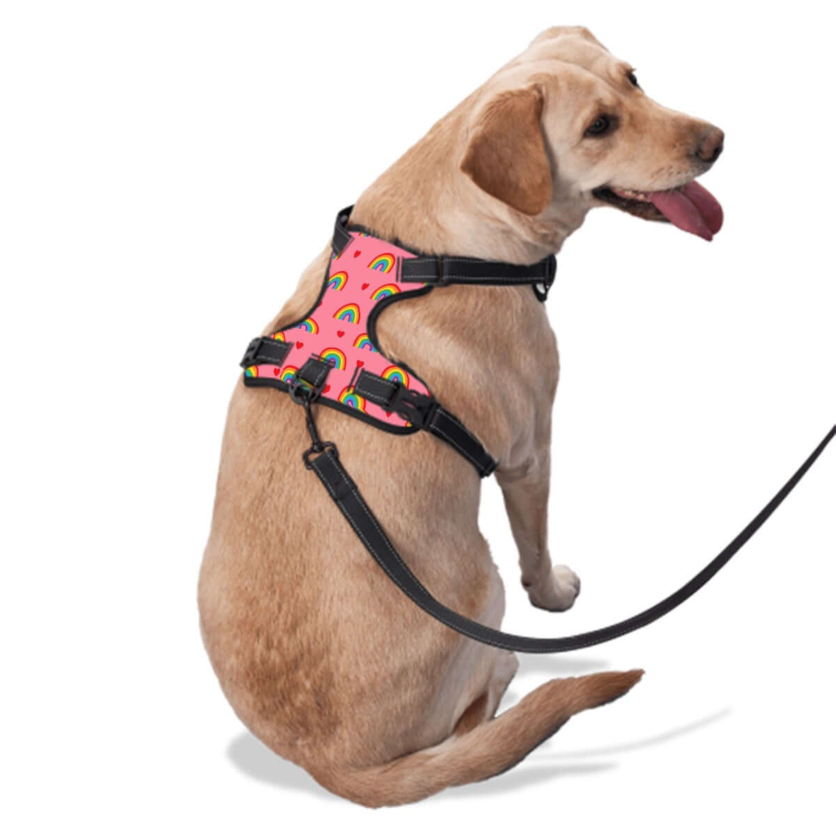 Yellow dog wearing a pink and rainbow pattern harness, enjoying a walk, adjustable fit for sizes S-XL, pride merch for pets.