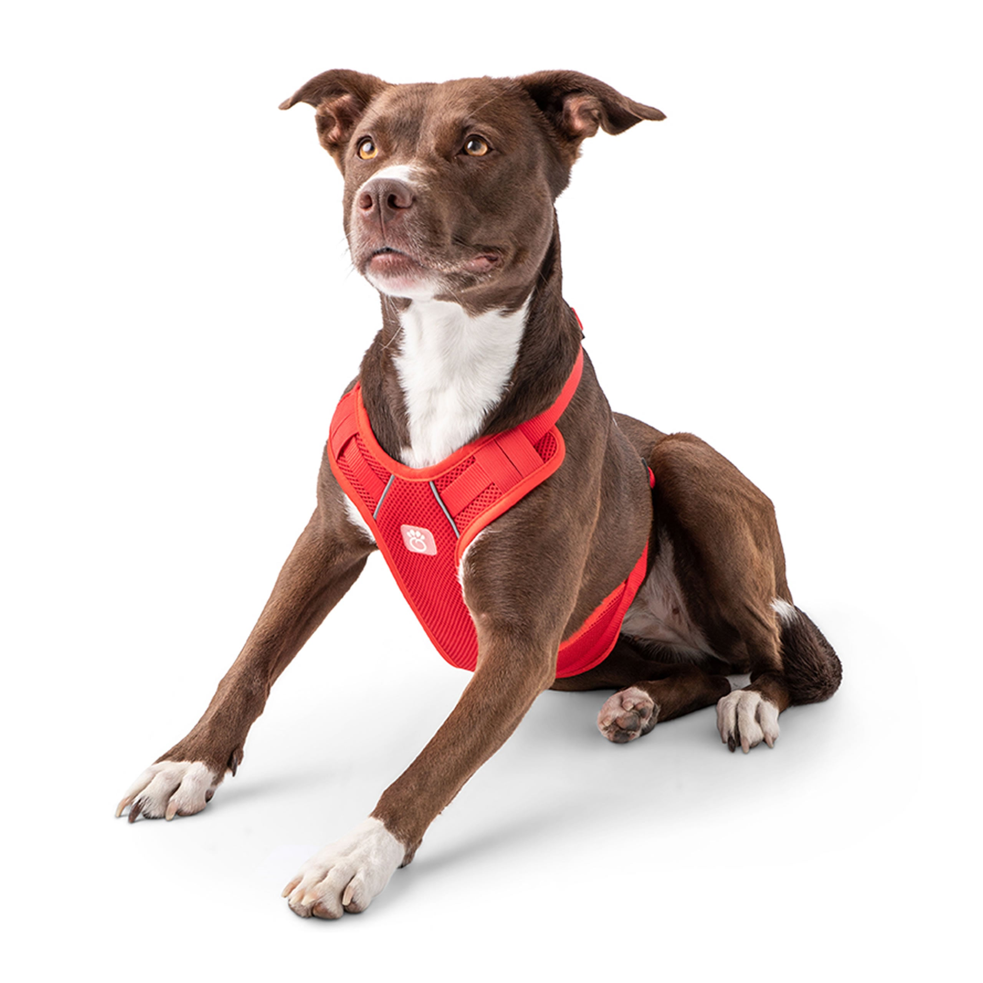 brown medium large dog wearing red travel harness, front view