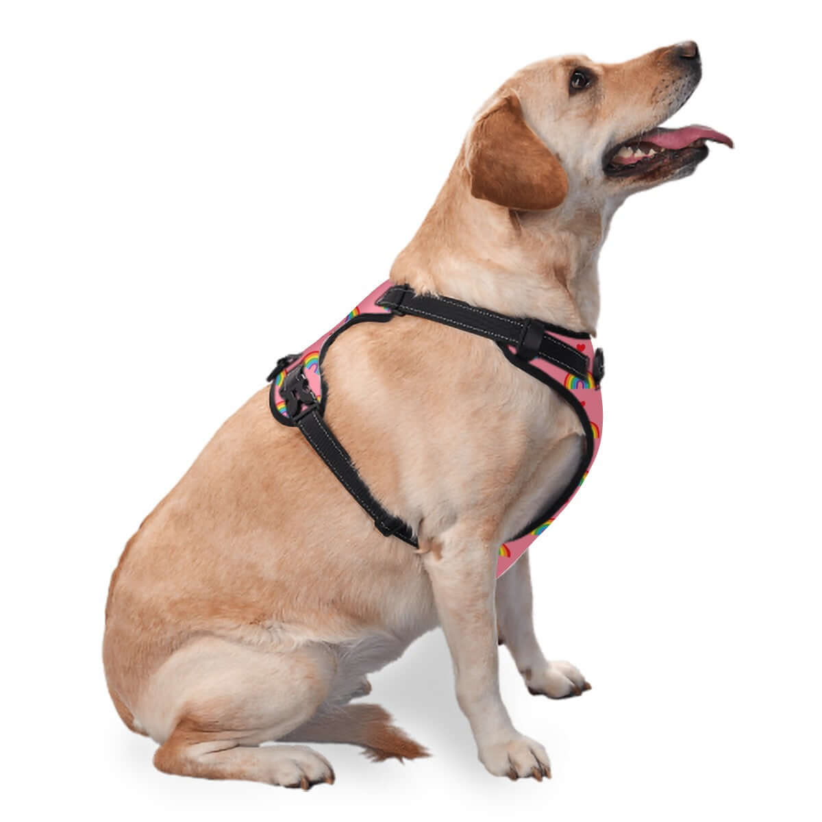 pink and rainbow pattern pet harness on a happy dog, adjustable fit in sizes S-XL, perfect pride merch for pets!